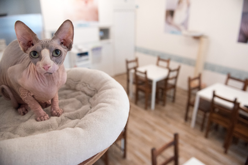 chat rencontre montpellier