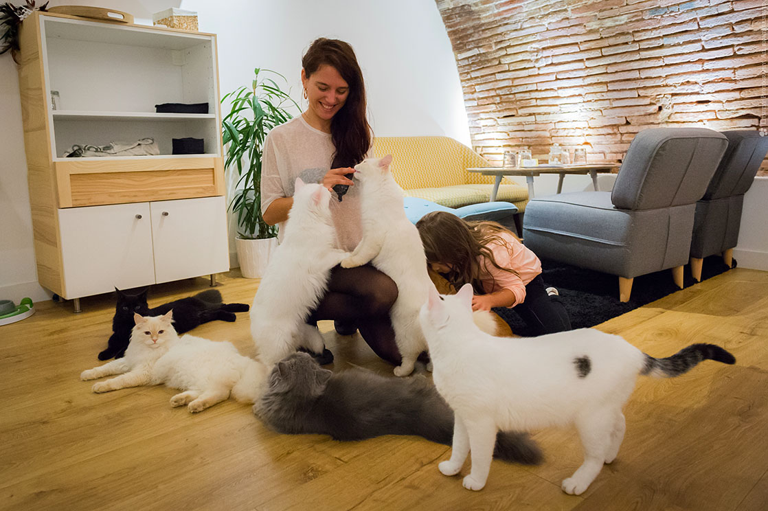 Bar A Chats A Toulouse Gourmandises Et Ronrontherapie Grizette Bar A Chats A Toulouse Gourmandises Et Ronrontherapie Grizette