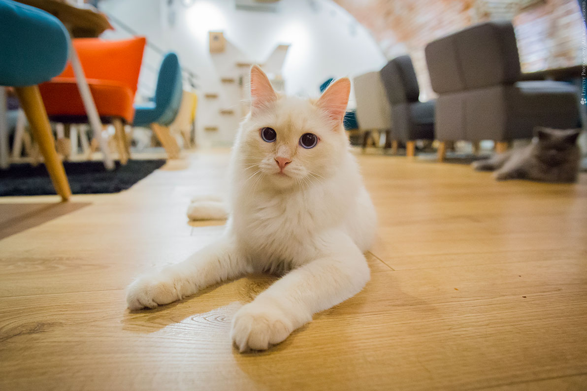 Bar A Chats A Toulouse Gourmandises Et Ronrontherapie Grizette