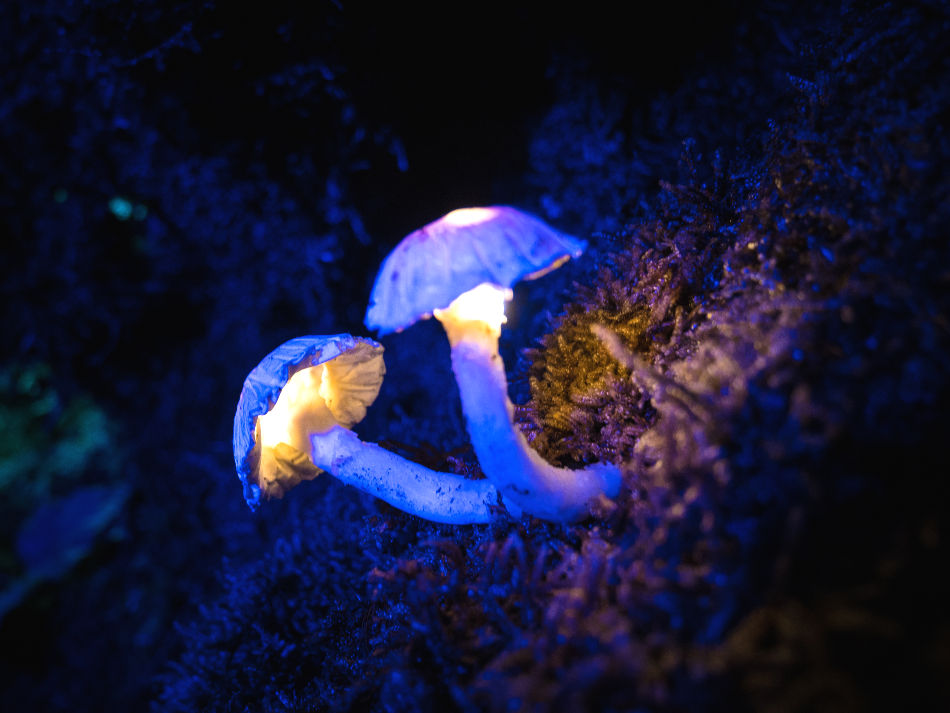 escape game à Toulouse