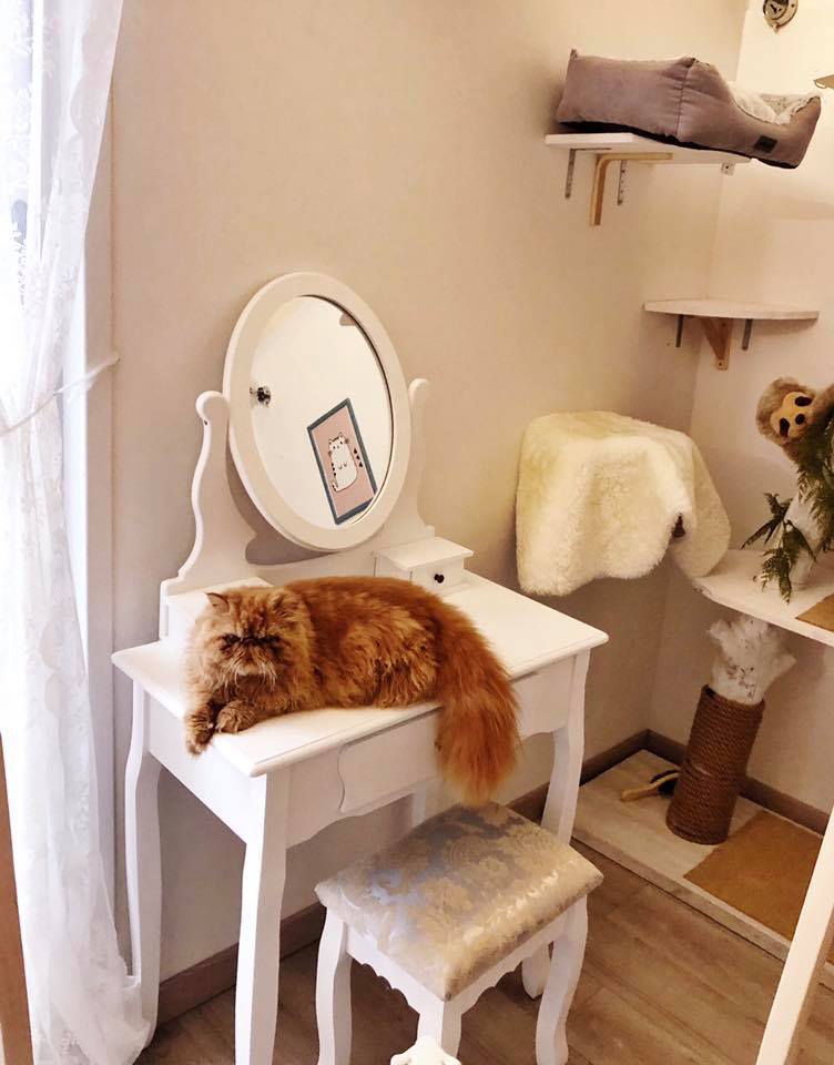 Bar A Chats A Montpellier Un Gouter Qui Ronronne Grizette Bar A Chats A Montpellier Un Gouter Qui Ronronne Grizette