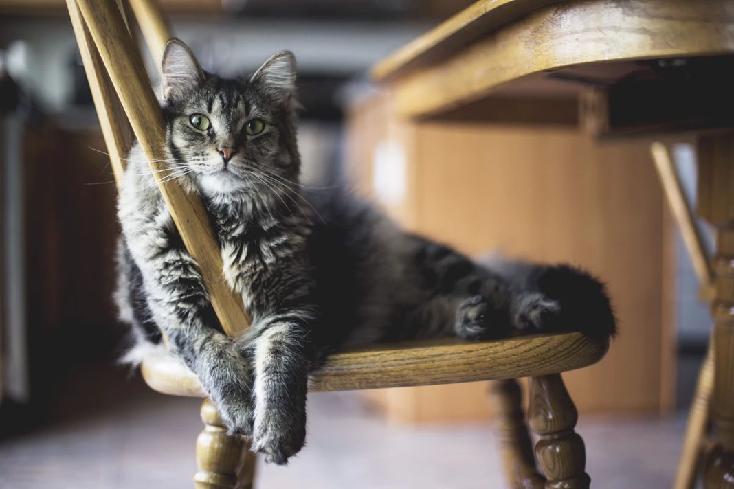 bar à chats à Montpellier