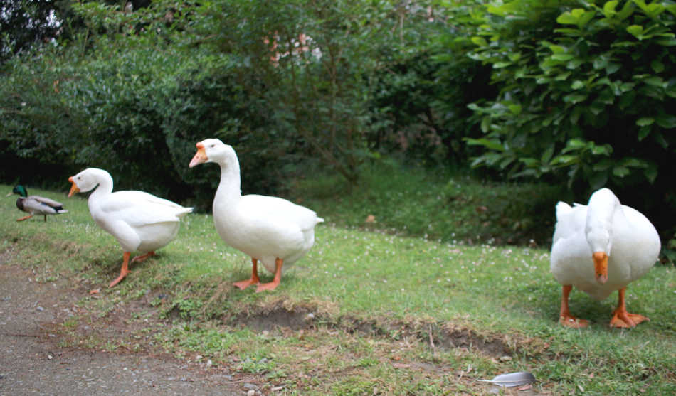 Jardin des Plantes de Toulouse