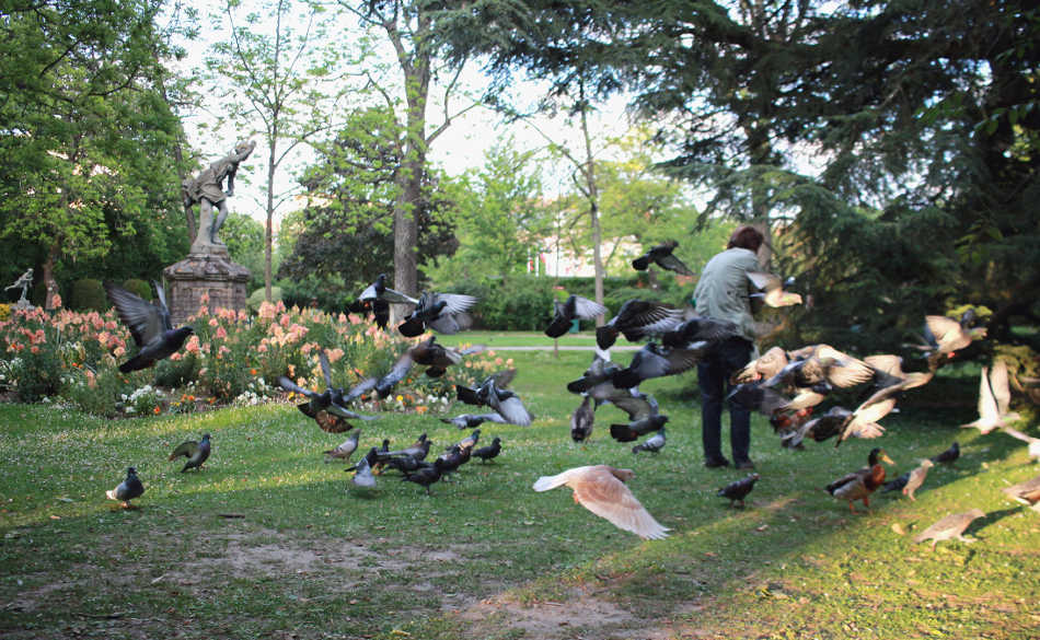 Jardin des Plantes de Toulouse, le poumon vert la Ville rose - Grizette