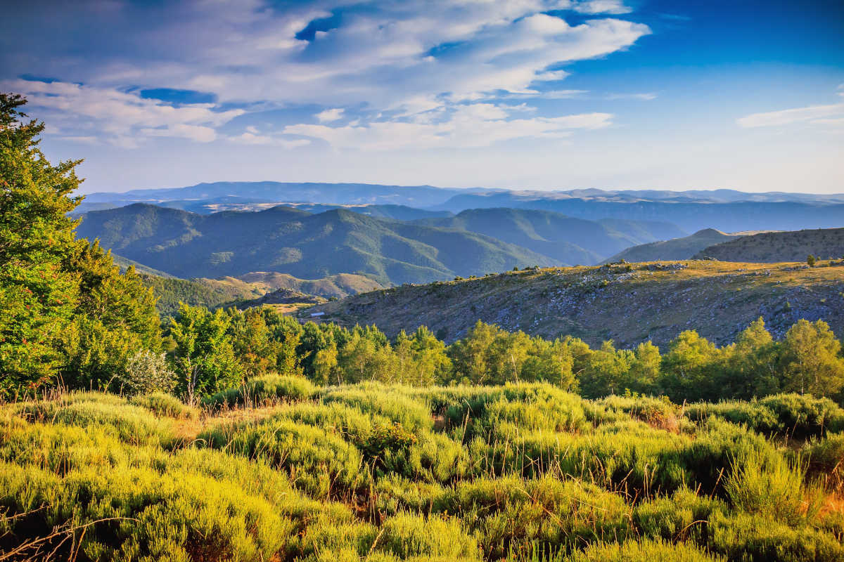 cevennes