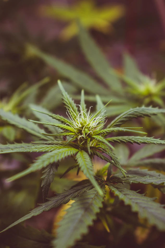 elfbar nachfüll pod läuft aus Chanvre d'Oc : CBD Circuit Court Occitanie & Boutique en Ligne