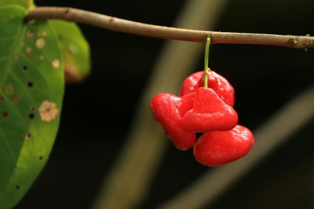 Acérola Superfruit