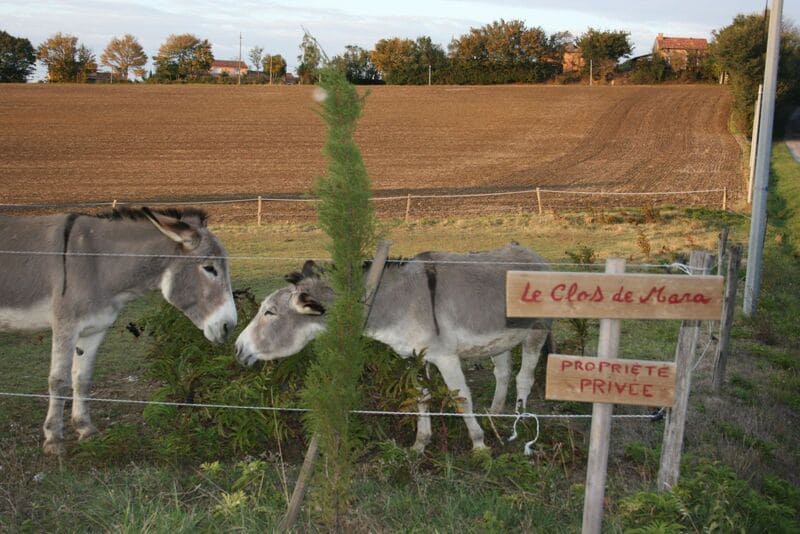 les ânes du Clos de Mara